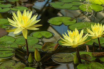 beautiful bright, colorful, fresh water plants flowers lotuses in the pond