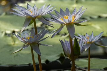 beautiful bright, colorful, fresh water plants flowers lotuses in the pond