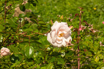 beautiful,large roses with green plants and grass in the garden, Park in summer