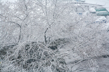 Branches of tree covered with snow 