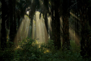 Obraz premium waterfall in the forest