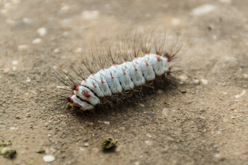 caterpillar on the ground and hairy worm
