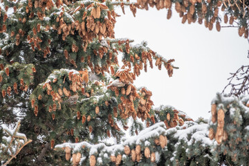 A small common redpoll bird, Acanthis flammea, sits on top of a fir tree among cones against a blue sky.