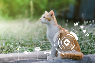 Closeup portrait of a charming young domestic ginger tabby cat sitting on Cement board and playfully looks. Health and midicine icon, Pets Health care concept with Free space fot text
