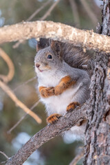 The squirrel sits on a fir branches in the winter or autumn