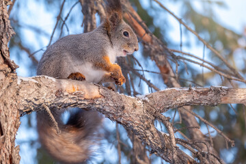 Girl feeds a squirrel with nuts at winter. Caring for animals in winter or autumn.