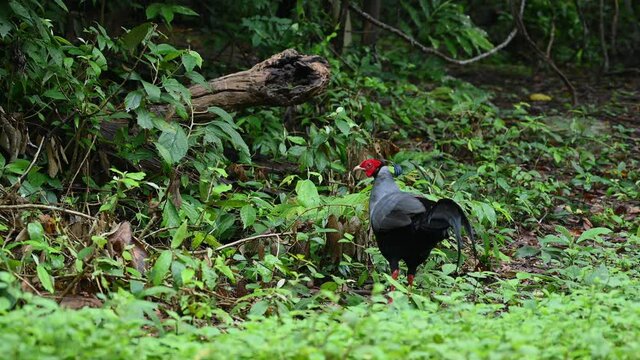 Siamese Fireback, Lophura diardi; a male individual foraging for food on the forest ground of Sakaerat Environmental Research Station in Thailand.
