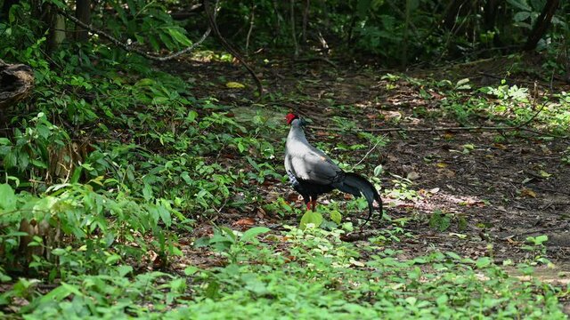 Siamese Fireback, Lophura diardi; a male bird looking around anxiously for predators as it forages for food in Sakaerat Environmental Research Station in Thailand.