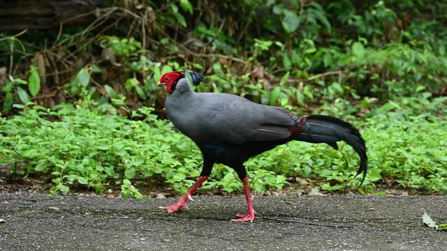 Siamese Fireback, Lophura diardi; this male full grown bird is found on the pavement of the forest road in Sakaerat Environmental Research Station in Thailand, walking to the left side.
