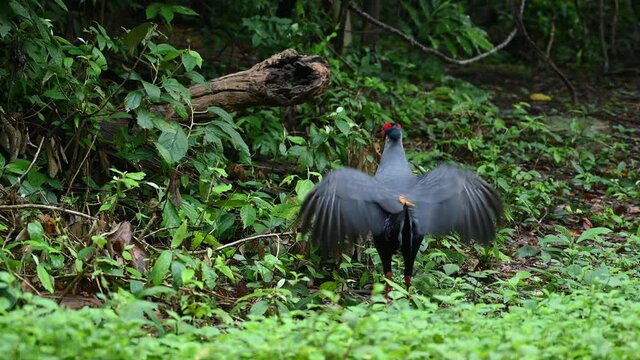 Siamese Fireback, Lophura diardi; a male bird looks around then flaps its wings rapidly as a sort of display and shaking off some morning dew in Sakaerat Environmental Research Station in Thailand.