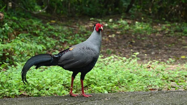 Siamese Fireback, Lophura diardi; a male individual found on the side of the road in the forest of Sakaerat Environmental Research Station in Thailand, looking around as it was zoomed in.