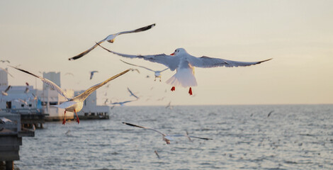 Seagulls From Bang Pu Port, Thailand