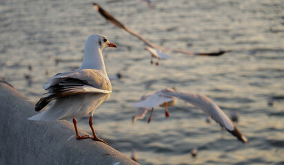 Fototapeta na wymiar The seagulls​ in​ the​ evening​ at​ Bang​ Pu.