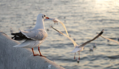 The seagulls​ in​ the​ evening​ at​ Bang​ Pu.