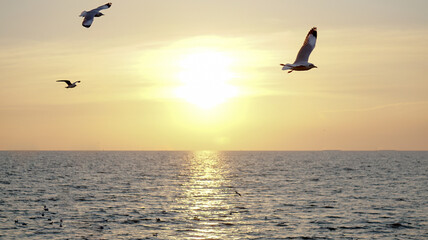 Seagulls From Bang Pu Port, Thailand