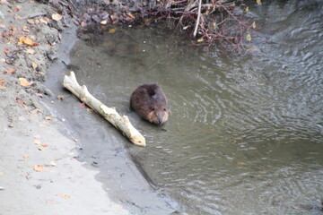 Beaver Below, Gold Bar Park, Edmonton, Alberta