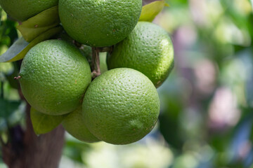 Trees bear type of citrus fruits - Citrus sphaerocarpa - are in Fukuoka city, JAPAN.