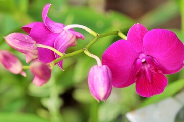 Fototapeta na wymiar pueple orchid flower