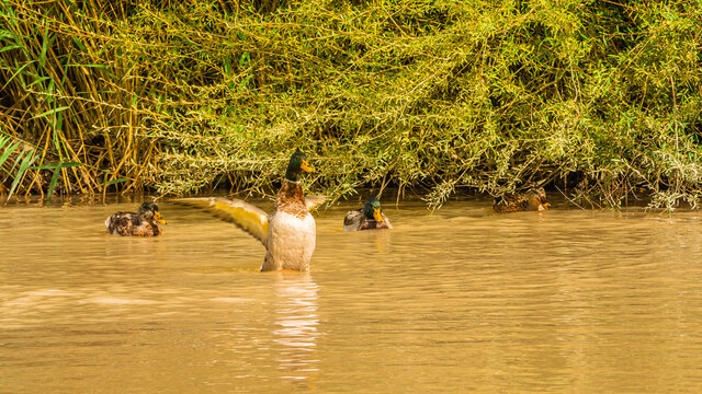 Wild duck swimming on the mountain river Bidente in the neighborhood of the small town of Santa Sofia in central Italy.