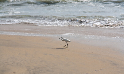 White stork at the seaside of Cochin