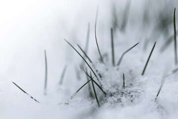 Grass In the snow.Rimes on plants in the garden. Winter natural plant background in cold  tones....