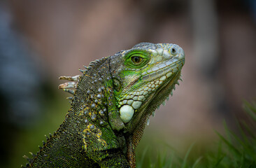 iguana on a tree
