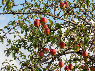 red apples on a tree