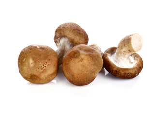 Shiitake mushroom isolated on white background