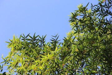 Obraz premium 青空と折り重なる竹の葉