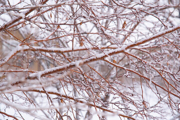 Winter natural background of intertwining snow-covered tree branches ,