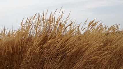 Selective soft focus of beach dry grass in front of beautiful sunset and river, reed stalks blowing in the wind, golden water surface and evening glow, nature concept.