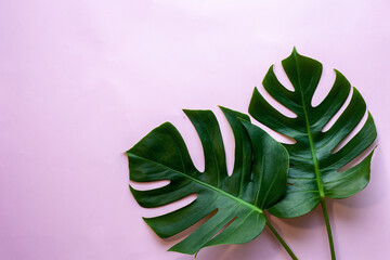 Fototapeta na wymiar closeup tropical monstera leaf isolated on pink background, Flat lay, fresh wallpaper banner concept