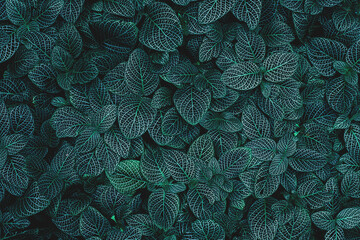Naklejka na ściany i meble closeup nature view of green leaf texture, dark wallpaper concept, nature background