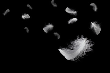 Obraz premium Soft light fluffy a feathers floating in the dark. Feather abstract freedom concept background. Black background