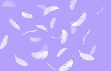 Group of a white light bird feathers floating in the air. Feather abstract freedom concept. Purple background.