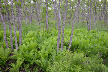 初夏の釧路湿原（北海道・鶴居村）