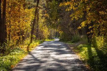 Fototapeta na wymiar Narrow asphalt road through the autumn forest.