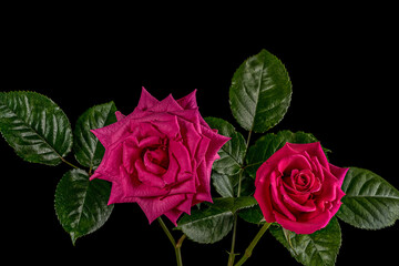 Two pink rose flowers with green foliage on a black background.