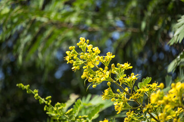 Yellow Flower of Thai copper pod or Cassod tree