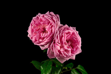 Two pink rose flowers isolated on a black background.
