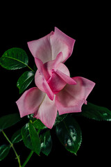 A single pink rose flower with green foliage on a black background.