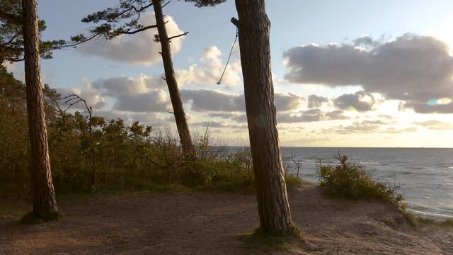 Baltic sea coastline forest at sunset. Beautiful large pine trees growing on sandy dunes slope. The piece of the rope tied to a tree swaying from the wind. Baltic seashore near Klaipeda in Lithuania ,