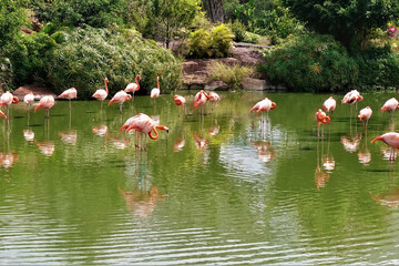Lake with pink flamingos in the park. Bright graceful birds stand in the water. Reflection. Tropical vegetation on the shore. Vietnam. Nha Trang.