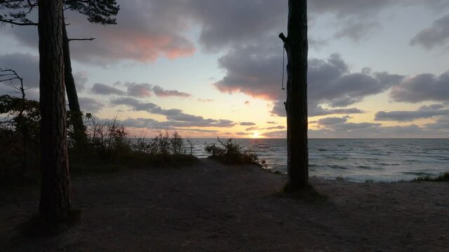Baltic sea coastline forest at sunset. Beautiful large pine trees growing on sandy dunes slope. The piece of the rope tied to a tree swaying from the wind. Baltic seashore near Klaipeda in Lithuania ,
