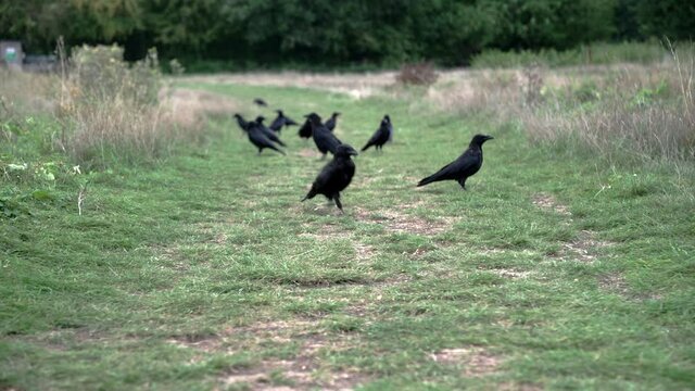 A group of crows walking on the grass and eating as something scares them and stratled birds fly away suddenly