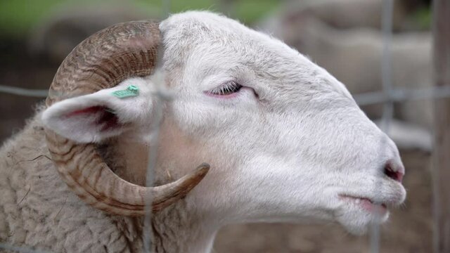 A ram with a label on his ear in a farm behind the fences ruminating during daytime and resting while other animals are behind