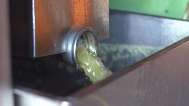 Grape juice directly extracted from a bunch of grapes, as part of the wine elaboration process.