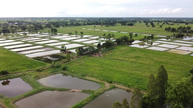 Aerial view of agriculture in paddy fields and freshwater fish breeding sites rural area.
