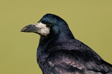 Rook (Corvus frugilegus)