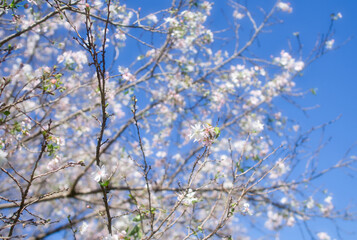 十月桜と青空